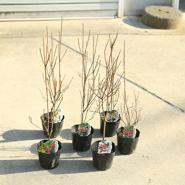Amazon.co.jp: 庭木・植木 ドウダンツツジ（満天星ツツジ）樹高30