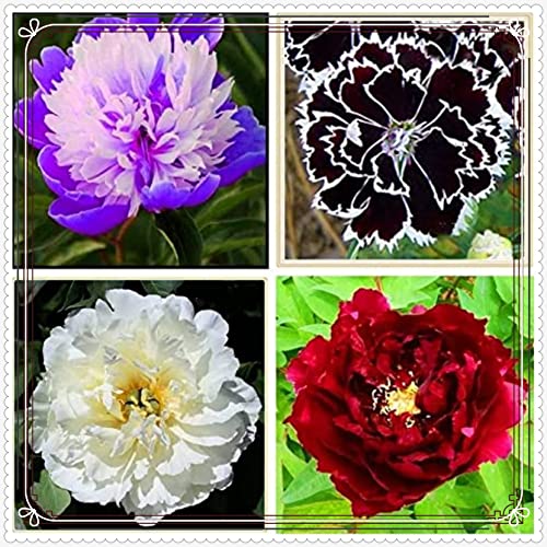 Pfingstrosen Knollen Kaufen Die 15 besten Produkte im Vergleich