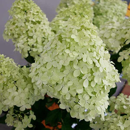 Amazon.co.jp: ノリウツギ（糊空木）：ライムライト7号ポット樹高90cm
