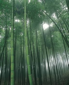日本の庭 AN APPROACH TO NATURE Yahoo!オークション - 【日本の庭 An Approach to Nature 伊藤