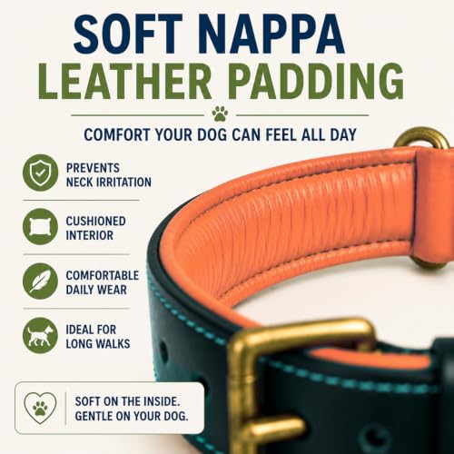 Image of Genuine Leather Dog Collar, Green, Extra Large, Brass Buckle, Padded | 1.5 Inch Wide, Fit Neck Size - 22 inch - 26 inch, Double D Ring, Adjustable, Thick Leather, Heavy Duty, Soft Leather padding
