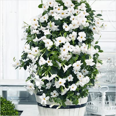 Eroanvia Live White Mandevilla Flower Plant Healthy Hybrid Live Plant For Home Garden (B0BG96NWTT) Amazon Price History, Amazon Price Tracker