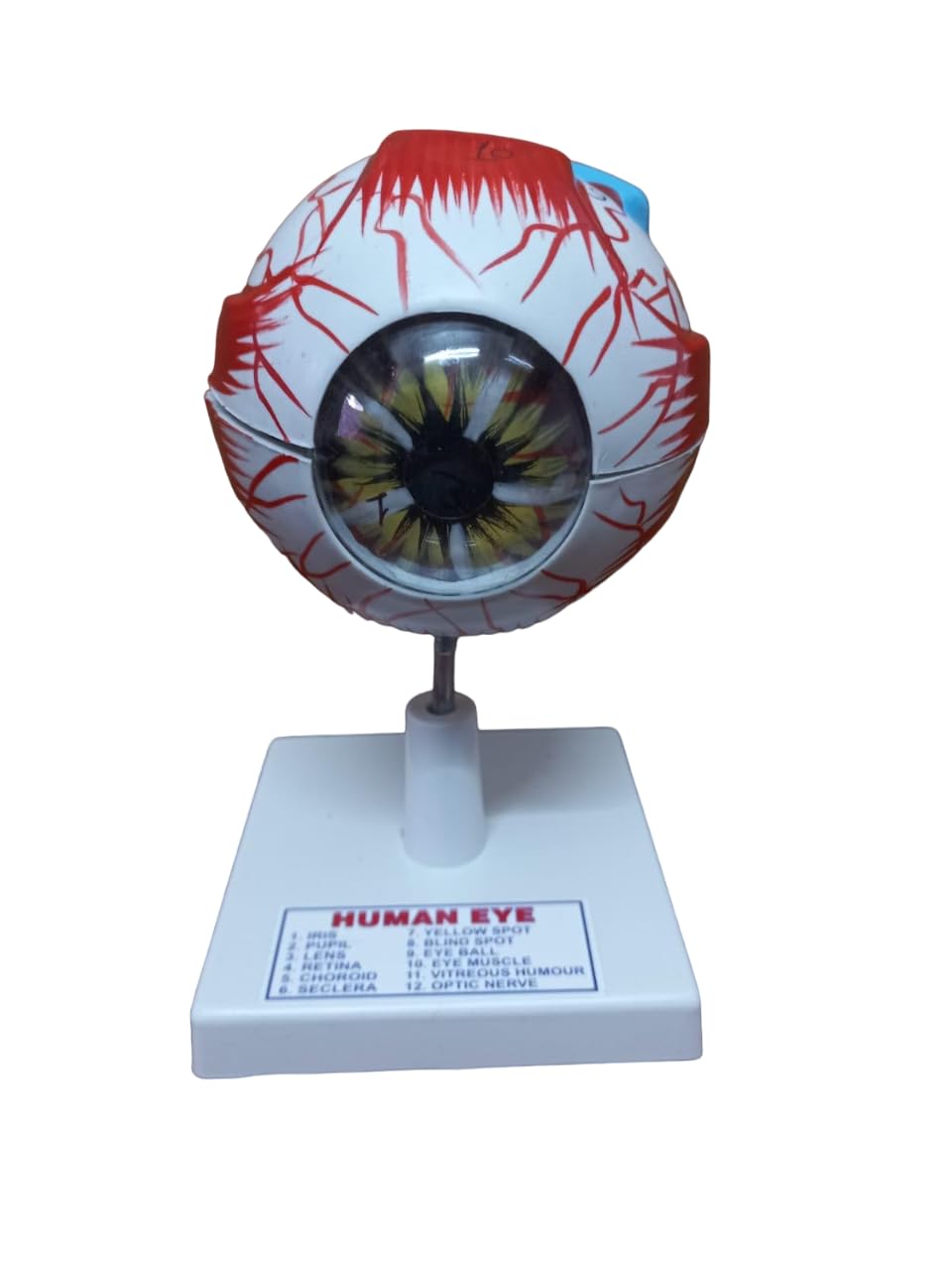 Shree Balaji Traders - Educational Human Eye Model | Science Education Students | School Lab Material | Education and Doctor