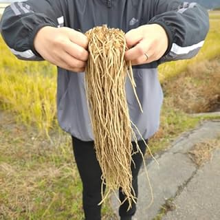 宿根びっくりアスパラ M株 1株(市販ではL規格株のサイズです)