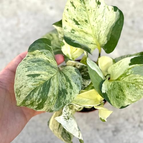 Pothos Manjula Live Plant | Starter House Plants Pothos Cuttings | Indoor Outdoor Houseplant | White Houseplants | Seeds Garden Gifts | Albo (Heat Pack Included)