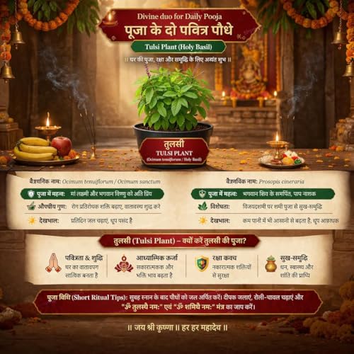 Image of Tulsi Live Plant with Pot | Green Krishna Rama Holy Basil Medicinal Ayurvedic Herb Plant | Sacred Pooja Indoor Outdoor Plant for Home Garden Balcony Terrace Decor | Pack of 1