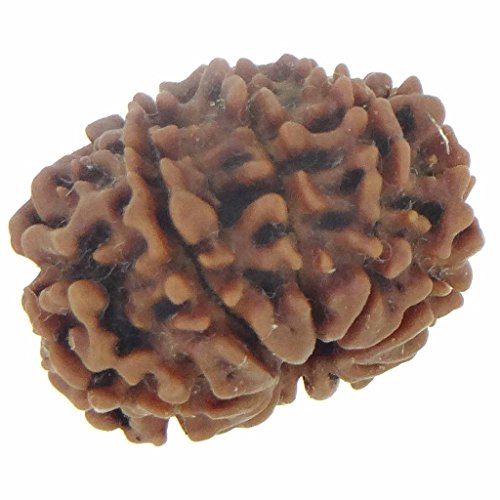 Image of Arihant Gems & Jewels Natural 10 Mukhi Nepali Rudraksha - Certified, Unisex Spiritual Bead for Men & Women | Positive Energy & Astrological Benefits