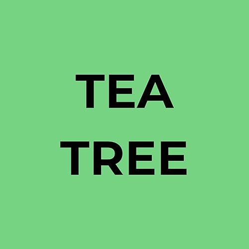 Miniatura 9 de Soapbox Juego de champú y acondicionador de árbol de té, equilibrio del cuero cabelludo con aceite de árbol de té, aceite de jojoba, aloe y manteca