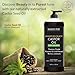 MAJESTIC PURE Pure Jamaican Black Castor Oil for Hair Care, Strengthening, Nourishing, and Volumizing Formula - Non GMO Verified, 16 Fl Oz