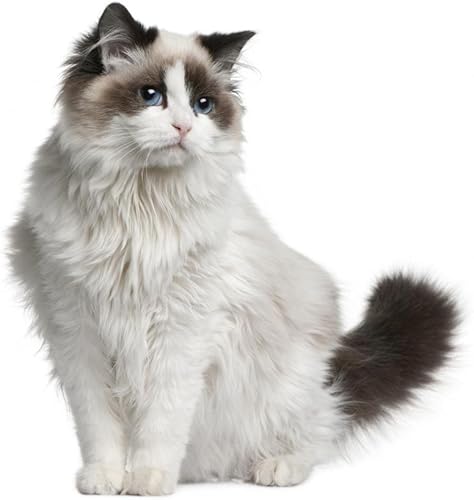 Miniatura 2 de Wallmonkeys WM299302 - Adhesivo decorativo para pared, diseño de gato sentado