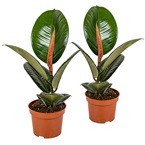 Bloomique - 2er Set - Ficus Elastica Robusta - Gummibaum - Zimmerpflanzen - Luftreinigend - Pflegeleicht - Höhe 30-40 cm - Topf 12 cm