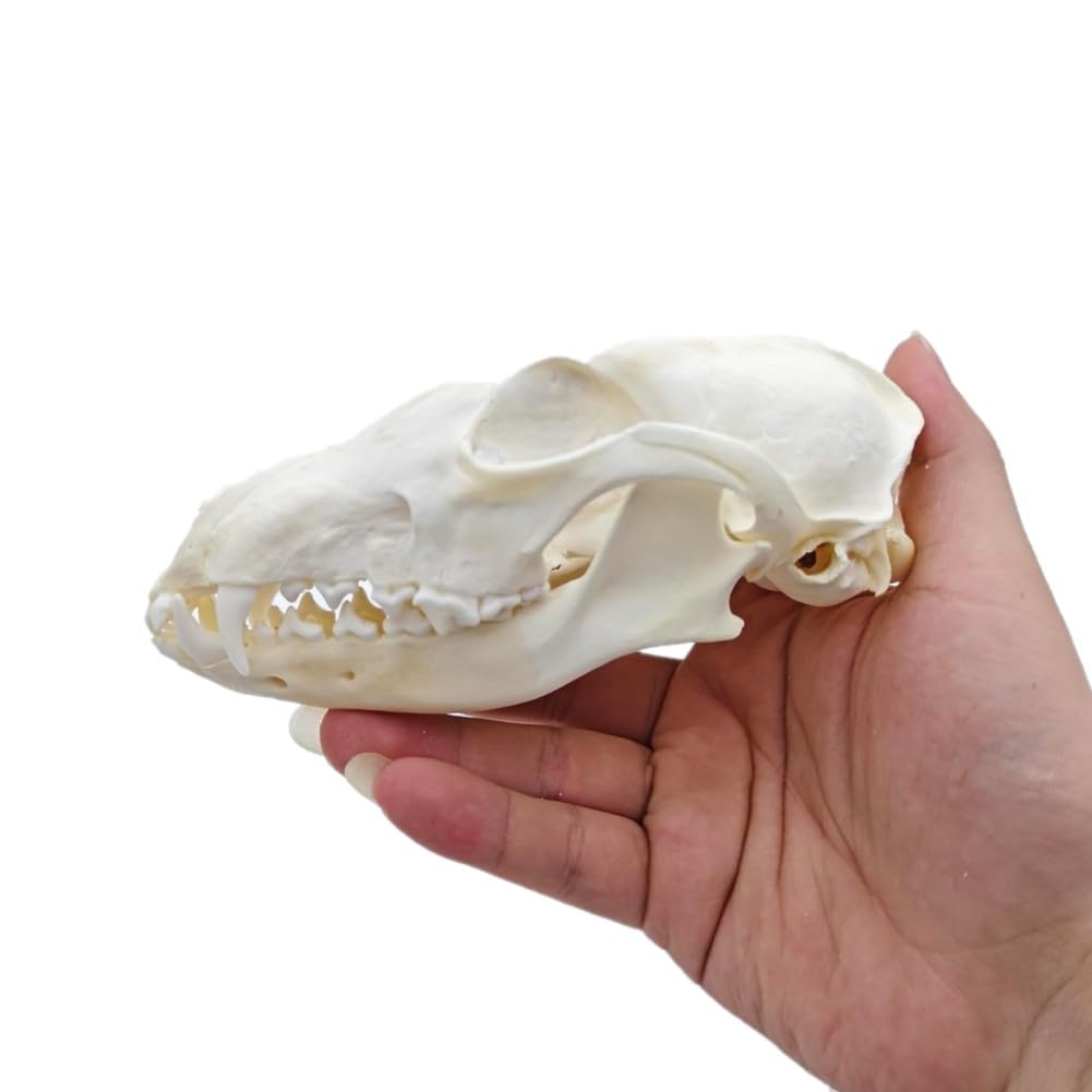DRXRD Taxidermie Tierknochen, Echtes Tierschädel-Exemplar, Natürliche Schädel-Skelett-Dekor, zum Verständnis der Tierschädelstruktur und Sammlungen Fox Skull