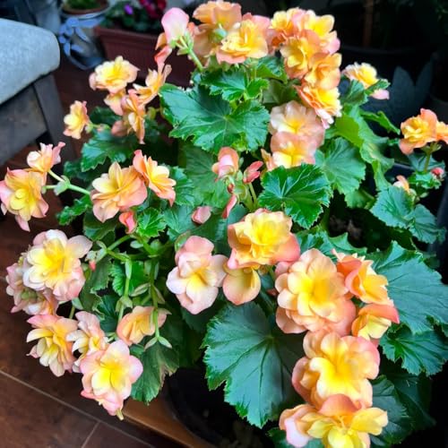 Semillas de Begonia, Begonia grandis, plantas raras, plantas de otoño semillas de plantas de begonia, Plantas resistentes al exterior. Las plantas perennes son plantas perennes 150pcs