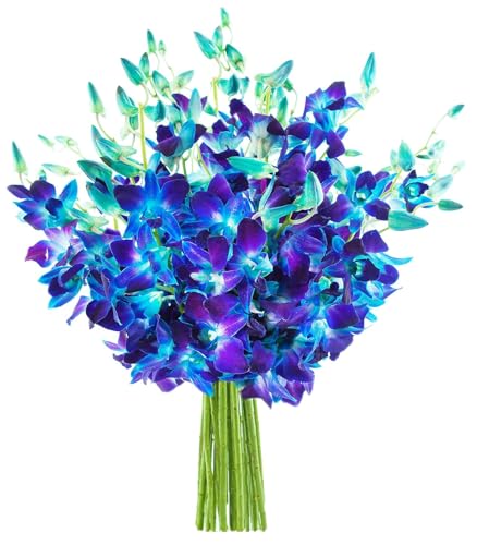 Image of KaBloom-20 Blue Orchid Bouquet,Flowers for Valentine, Mother's Day