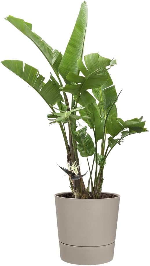 elho FOSS Round 35cm - Indoor Plant Pot - 100% Recycled Plastic - Ø 34.5 x H 34.1 cm - Beige/Mushroom Beige