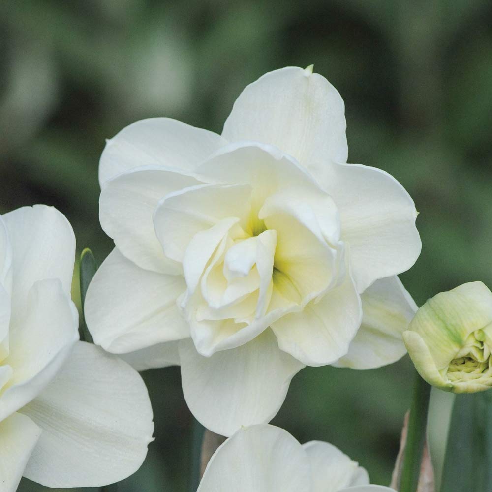 Daffodil Hardy Spring Bulbs Improved Highly Fragrant Ivory Double Flowers, Spring Garden Plant, Easy to Grow, 16 x Daffodil (Narcissus) Rose of May Improved Bulbs by Thompson & Morgan