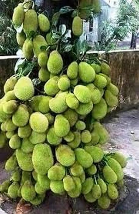 Creative Farmer Jackfruit Vietnam Super Early 1 Year Fruiting Variety - Ayur Jack Varikka Katahal Chakka Fruit Grafted Live Plant (B0C7VM1NYL) Amazon Price History, Amazon Price Tracker