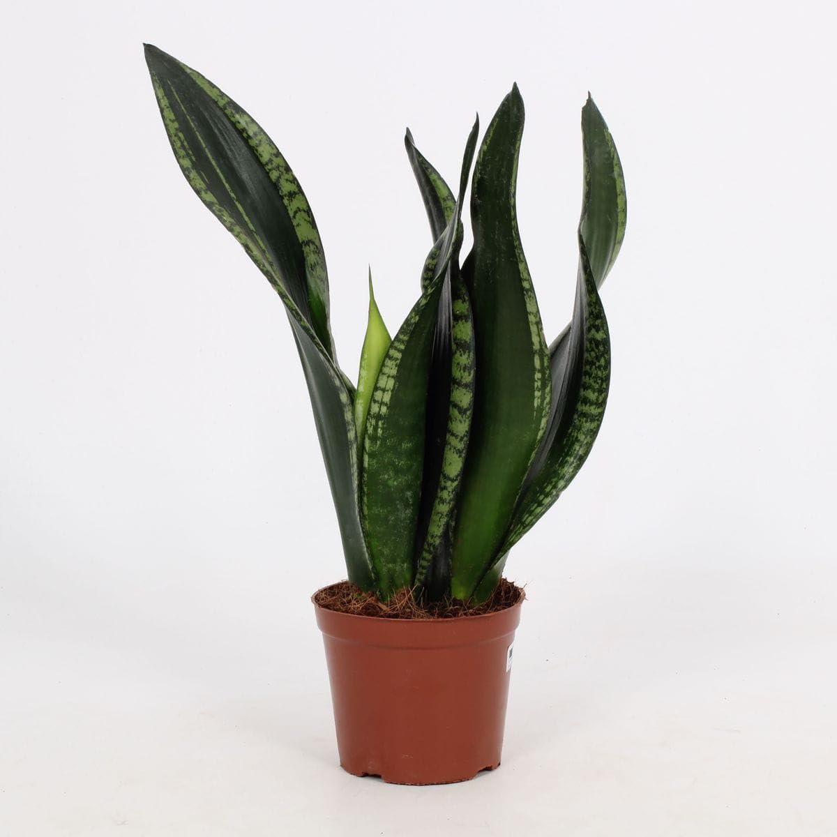 Sansevieria Whitney Indoor Plant | Rare Snake Plant with Pot | Lucky Plant (Pack of 1)-image-43