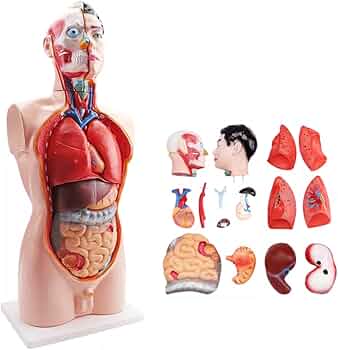 51SR9W7LEKL._AC_UF350,