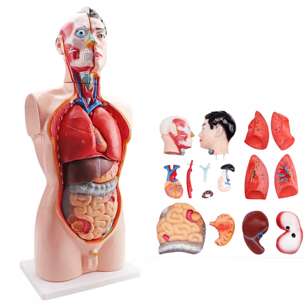 Amazon.co.jp: 33インチの人体模型 子供が使用、人間の胴体 解剖