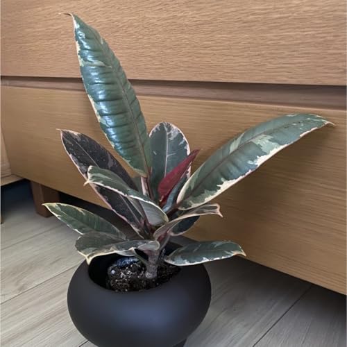 ??lCϗtA?? tBJX r[ ΂̂悤ɋPԗt  c c