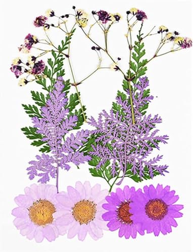 Pequeñas flores secas para manualidades y decoración miniatura 4