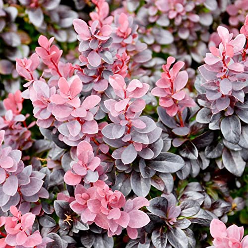 Japanese Barberry Seeds Berberis Thunbergii Fragrant Attracts Birds Low Maintenance Drought Tolerant Deer Resistant Ornamental Hedges Screens Outdoor 100Pcs Shrub Seeds by YEGAOL Garden Japanese Barberry Seeds Berberis Thunbergii Fragrant Attracts Birds Low Maintenance Drought Tolerant Deer Resistant Ornamental Hedges Screens Outdoor 100Pcs Shrub Seeds by YEGAOL Garden