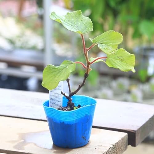 庭木・植木・苗：キウイの苗 オス木* お選びください。（トムリor孫悟空） (トムリ)のサムネイル