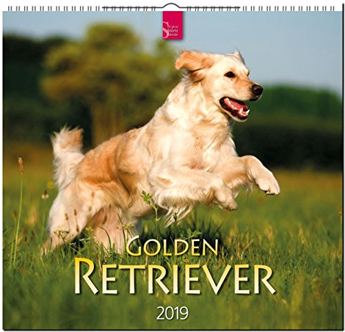 Golden Retriever 2019: Mittelformat-Kalender Golden Retriever 2019: Mittelformat-Kalender