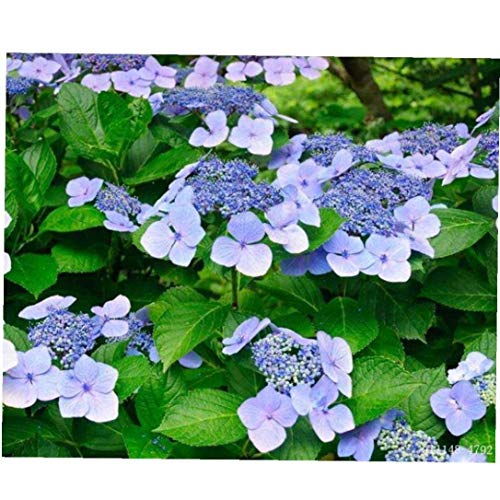 Lankater Stampo in Silicone 6pcs Fondente Veiner