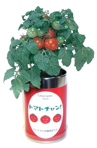 トマトの挿し木 続 枝の折れたプチトマトを挿し木したら２週間で実がなった こどもの食育にも最適 くらし遊ビギナー