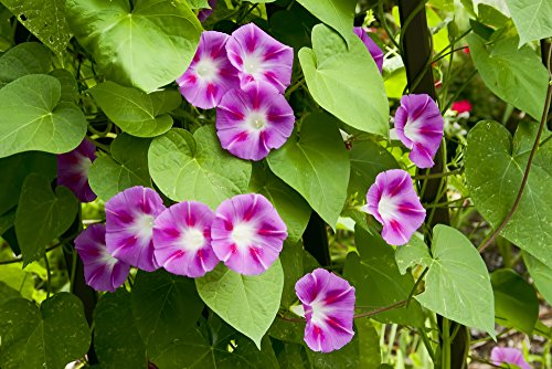 Morning Glory 'Carnevale di Venezia' 20 Seeds