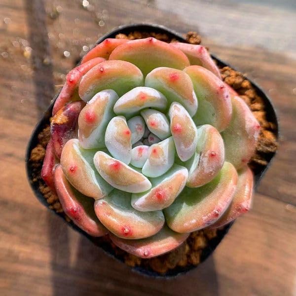 Amazon.co.jp: 農園直売 多肉植物 寄せ植え エケベリア属 オレンジ