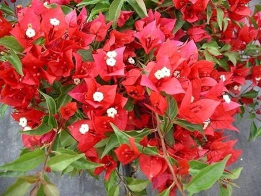 Rare Climbing Red Bougainvillea Spectabilis live plant Double flower Bougainvillea 1 Healthy Live Plant (B0CLBDFHJ7) Amazon Price History, Amazon Price Tracker
