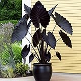 Colocasia Elephant Ears Live Plant, Alocasia Plant, Esculenta Taro Live Houseplant, 5-7 Inc Tall (Black)