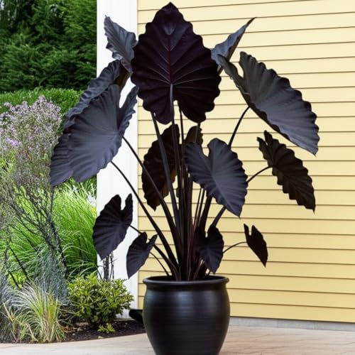 Colocasia Elephant Ears Live Plant, Alocasia Plant, Esculenta Taro Live Houseplant, 5-7...