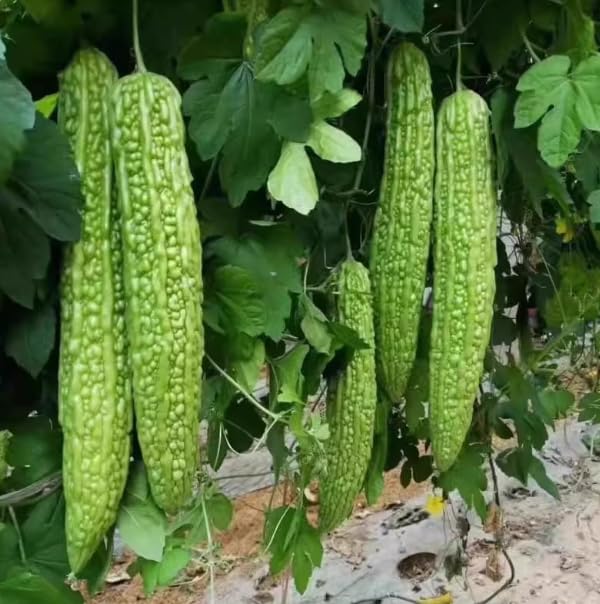 15+ Long Bitter Gourd Seeds for Planting Non-GMO Heirloom Bitter Melon Seeds Green Skin Long Bitter Gourd Seeds High Germination for Home Garden Greenhouse & Asian Cuisine Lovers