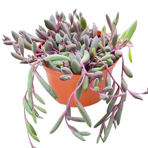 Live Succulent 4" Othonna Capensis Ruby Necklace, Rare Succulents Plants Fully Rooted in 4 inch Pots with Soil, Mini House Plant for Home Office Decoration, Wedding Party Favor