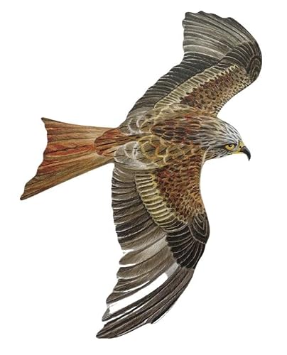 Red Kite Fridge Magnet - Red Kites - B4b-JM
