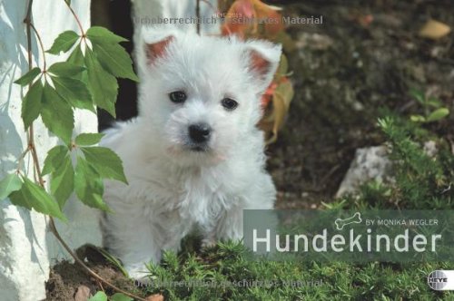 Preisvergleich Produktbild Hundekinder Posterkalender 2013