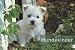 Produktbild Hundekinder Posterkalender 2013
