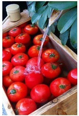 Amazon ポストカード トマト Photo By水橋正英 ポストカード えはがき絵葉書postcard ポストカード 絵柄付はがき 文房具 オフィス用品