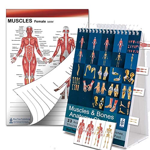 Muscle and Bones Anatomy Flip Book, Muscle Two Sided Tablet