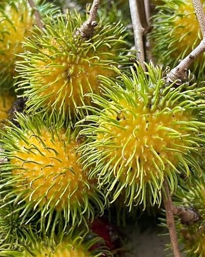 5pieces Yellow Rambutan Fruit Seeds