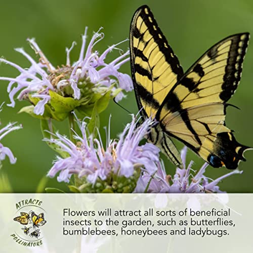 Seed Needs, 2.1 Oz Bulk Package - 30,000 Seeds Deer Resistant Tolerant Butterfly Attracting Wildflower Mixture (99% Pure Live Seed - No Filler) Annual Perennial #TOP6