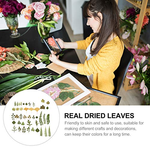 EXCEART 2 Pacotes de Folhas Secas Naturais Prensadas Planta Várias Flores Secas Sortidas Coloridas F
