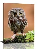 Funny Owl Wall Decor Rustic Cute Owl Pictures Wall Art Country Wildlife Bird Painting Canvas Print F