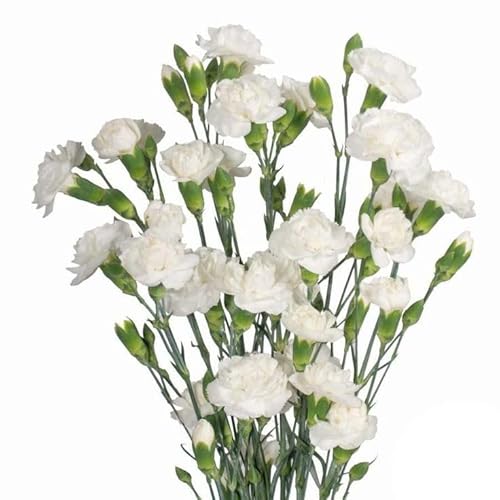 Ramo de Claveles Blancos DECOALIVE Bouquet de 50 Flores Blancas Frescas y Naturales