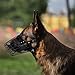 BUDKAS Deutscher Schäferhund Maulkorb Metall Korb für Mittlere Große Hunde Verstellbare Langlebige Lederriemen Sichere Drahtmaske zum Beißen Kauen Bellen (Schwarz, L - Größe)