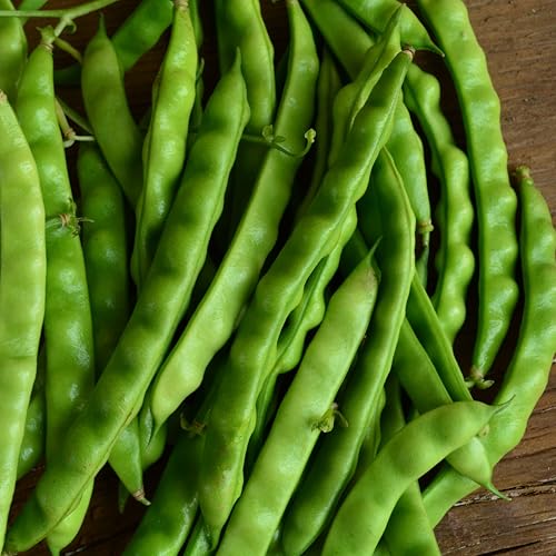 North Carolina Greasy Bean Seeds